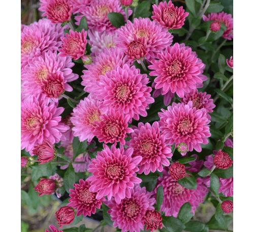 Хризантема Бранбич Лилак (Branbeach Lilac)